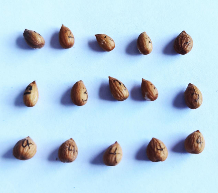 神舟十三号搭载陕西省的长柄扁桃种子顺利出舱进入实验阶段