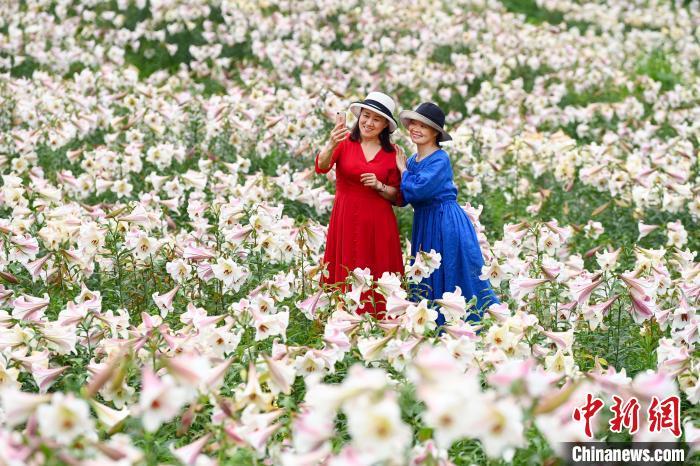 “百合之乡”江西万载600多亩百合花开迎客来