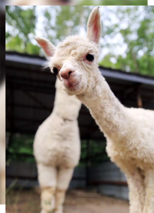 动物酒店里过六一在动物的世界里回归淳朴童趣 凤凰网