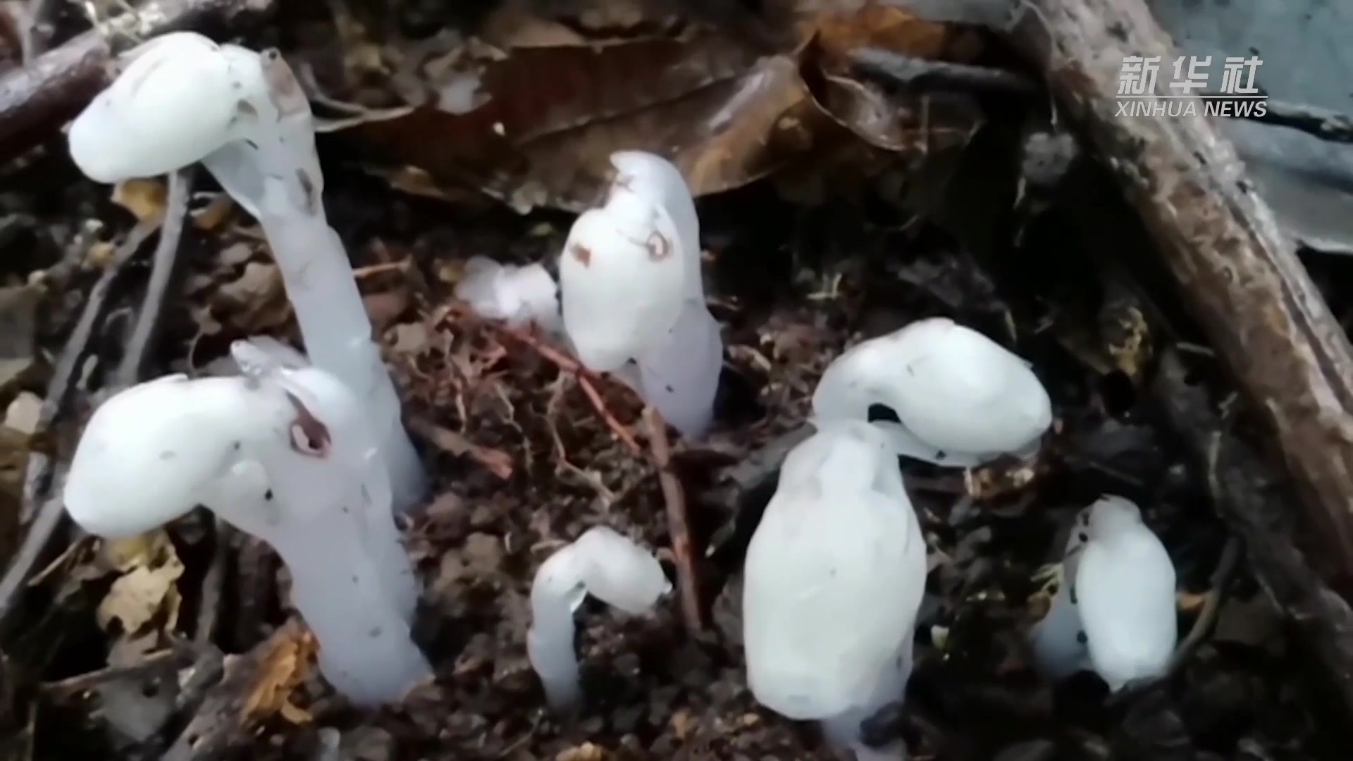 云南元江密林中现珍稀植物水晶兰