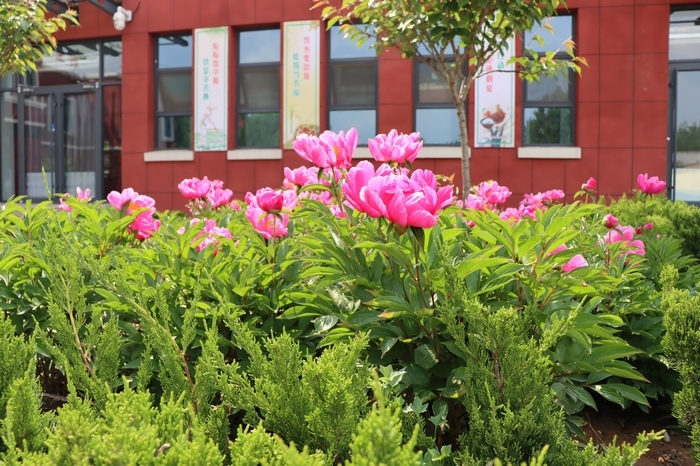 沂源县悦庄镇赵庄小学着力打造花园式校园