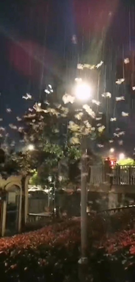 九江市白蚁防治管理所已被撤销 白蚁成灾无人管