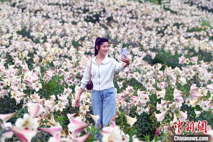 5月29日，游客正在江西省宜春市万载县白水乡老山村百合基地观赏拍照。　邓龙华 摄