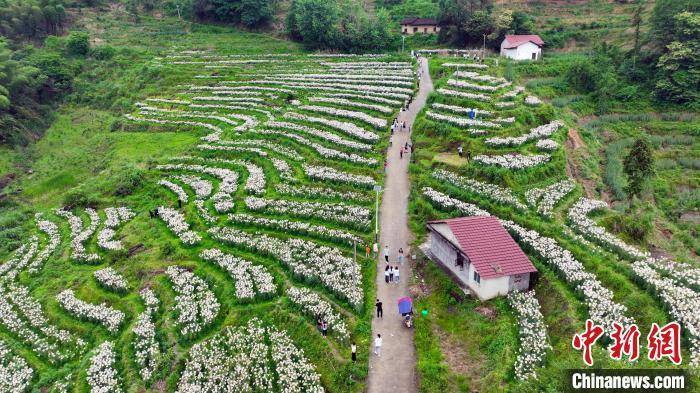 航拍“中国百合之乡”江西省万载县白水乡600多亩百合花盛开。　邓龙华 摄