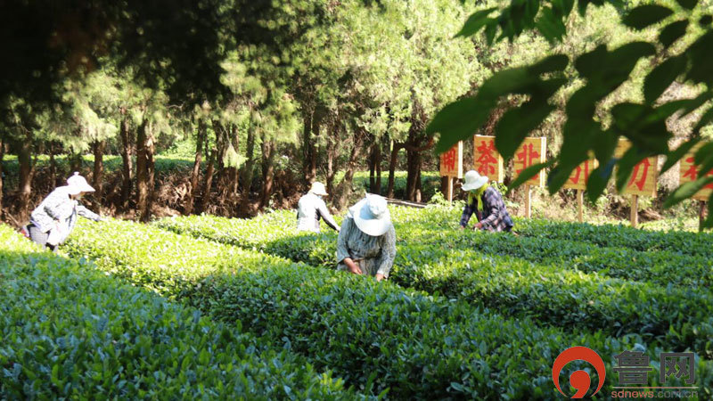 “这里是日照”走进莒县：成长的莒县 日新的莒县