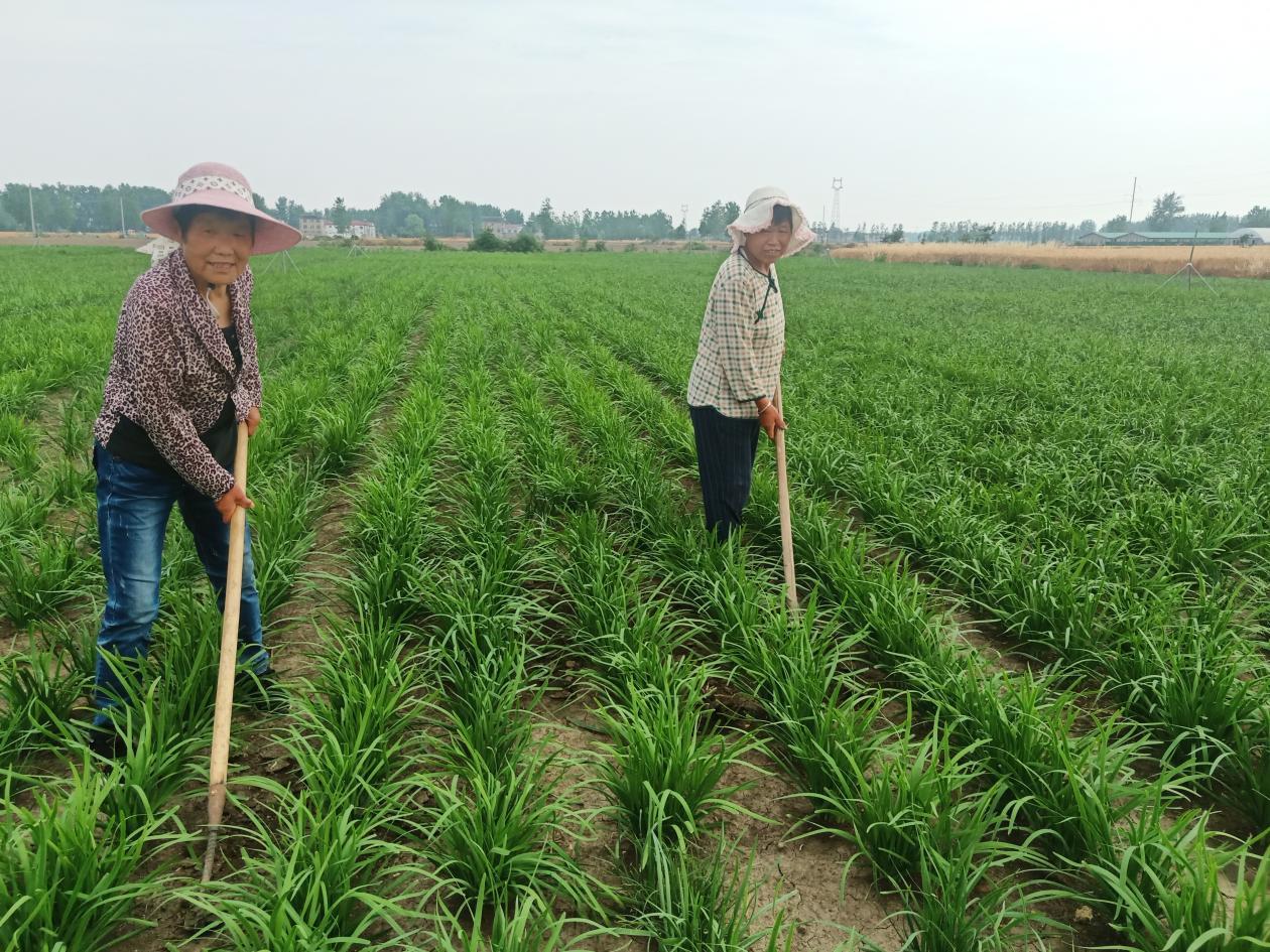 每畝地一茬收4000斤,今年一年能賺近萬塊,而且韭菜在地裡還繼續髮根