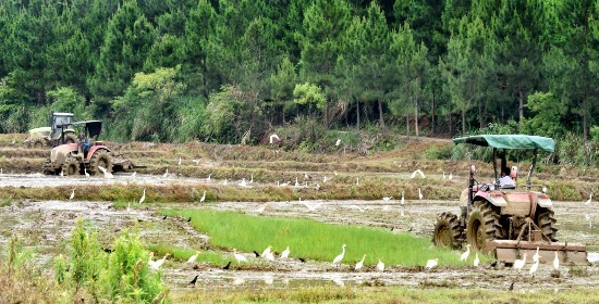 乐平鸬鹚乡：初夏播种忙 白鹭来助阵（图）