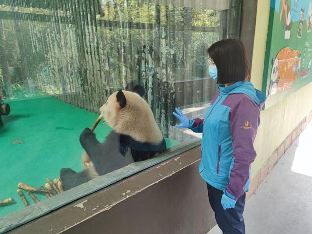 吴海丽在观察熊猫的进食情况。受访者供图