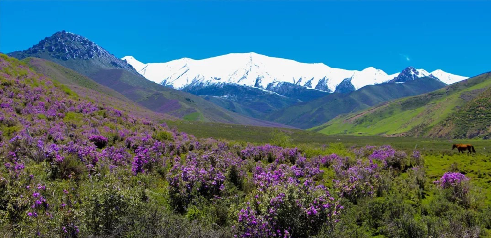 甘肃地区适合种植什么花