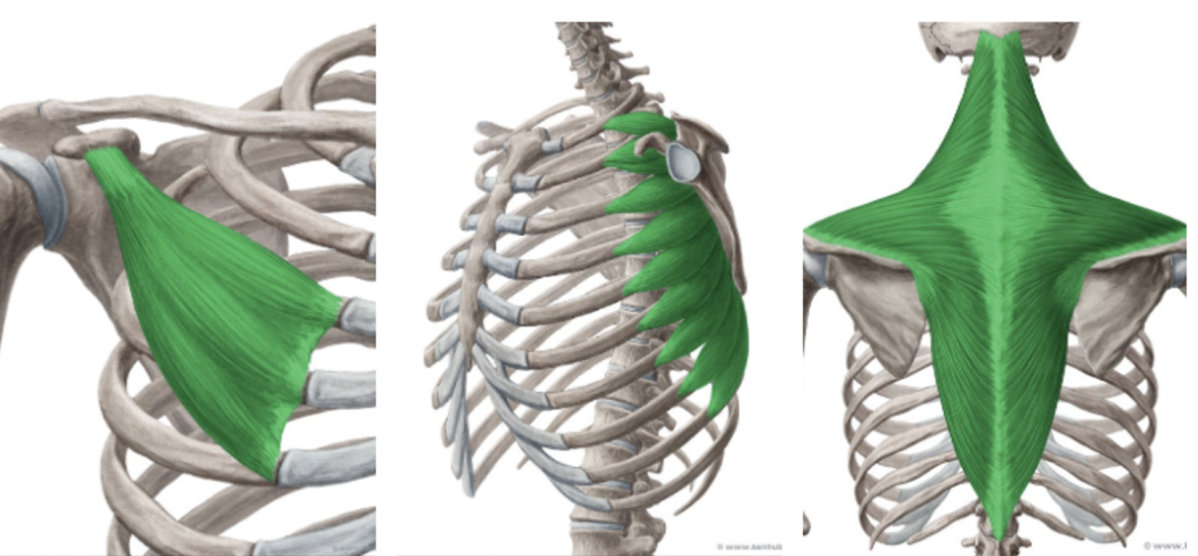 胸小肌（左）、前锯肌（中）、 斜方肌（右）位置示意图