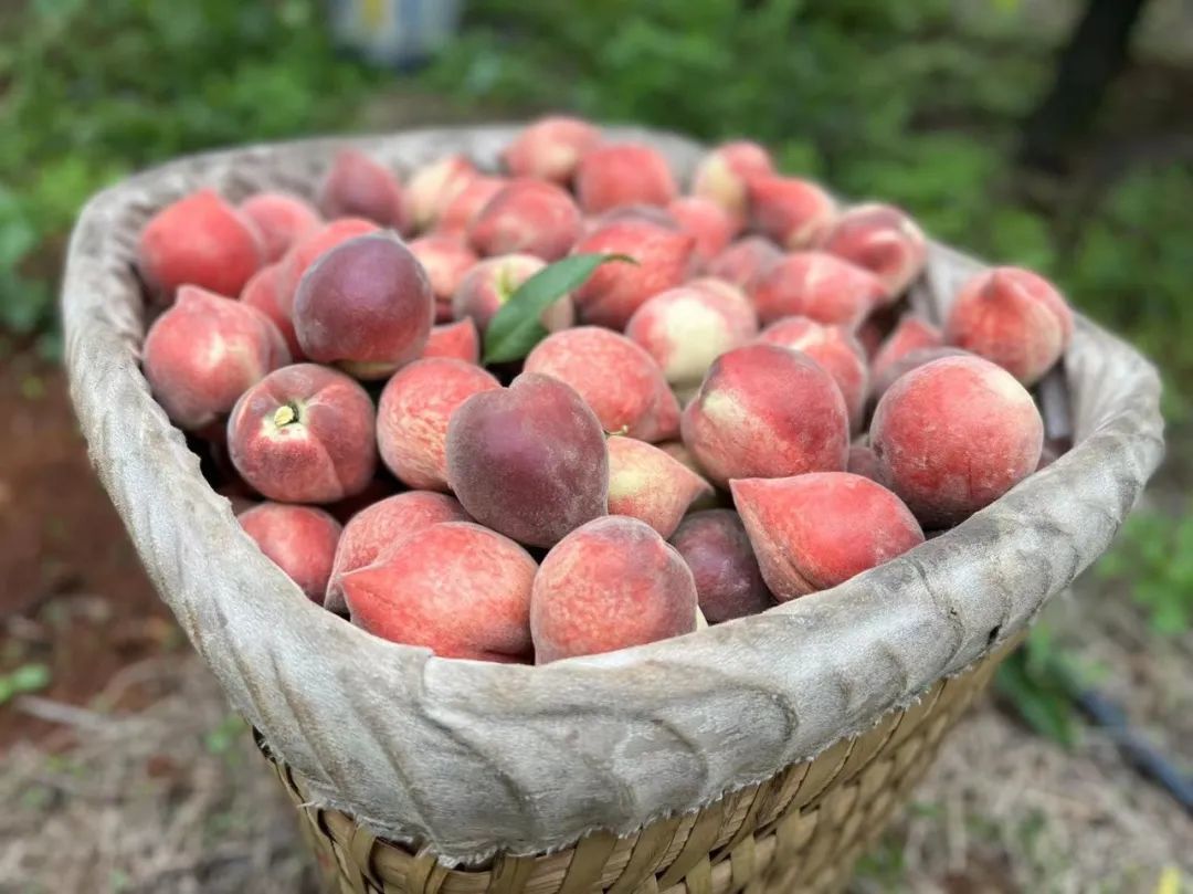 在黑色背景的桃子用水 库存图片. 图片 包括有 背包, 油桃, 食物, 自然, 剪切, 模糊, 纤巧, 营养 - 27287963