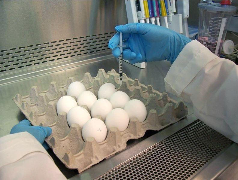 制作疫苗的鸡蛋 图源：FDA