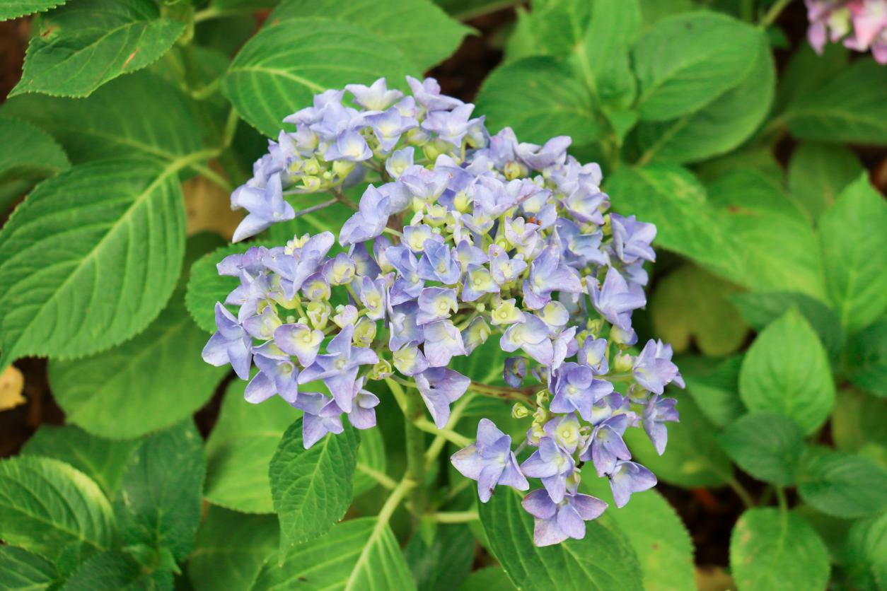 稳占夏日c位西安航天基地绣球花开正艳 凤凰网 稳占夏日c位西安航天基地绣球花开正艳 凤凰网