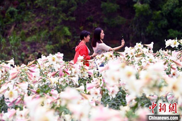 5月29日，游客正在江西省宜春市万载县白水乡老山村百合基地观赏拍照。　邓龙华 摄