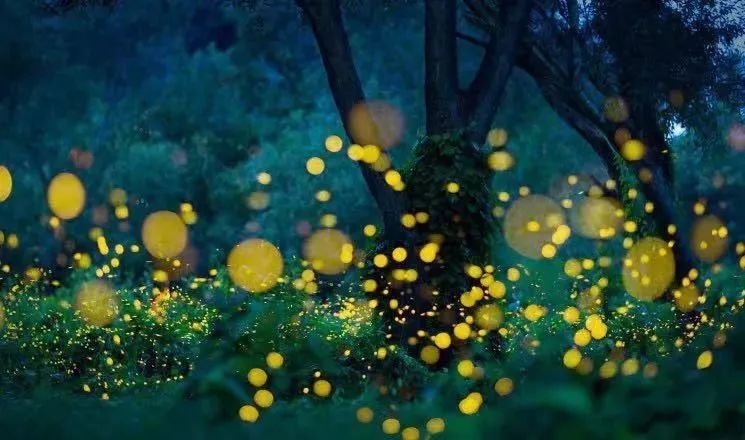 倒计时3天萤火虫奇幻夜即将上线来园博园与浪漫流萤共度夏日不眠夜
