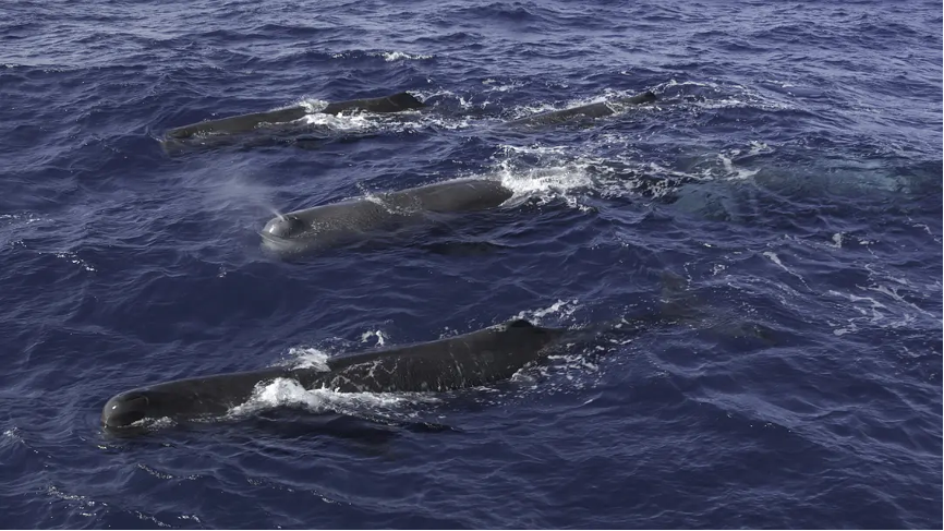 纪录片《鲸鱼的秘密》（2013）剧照。