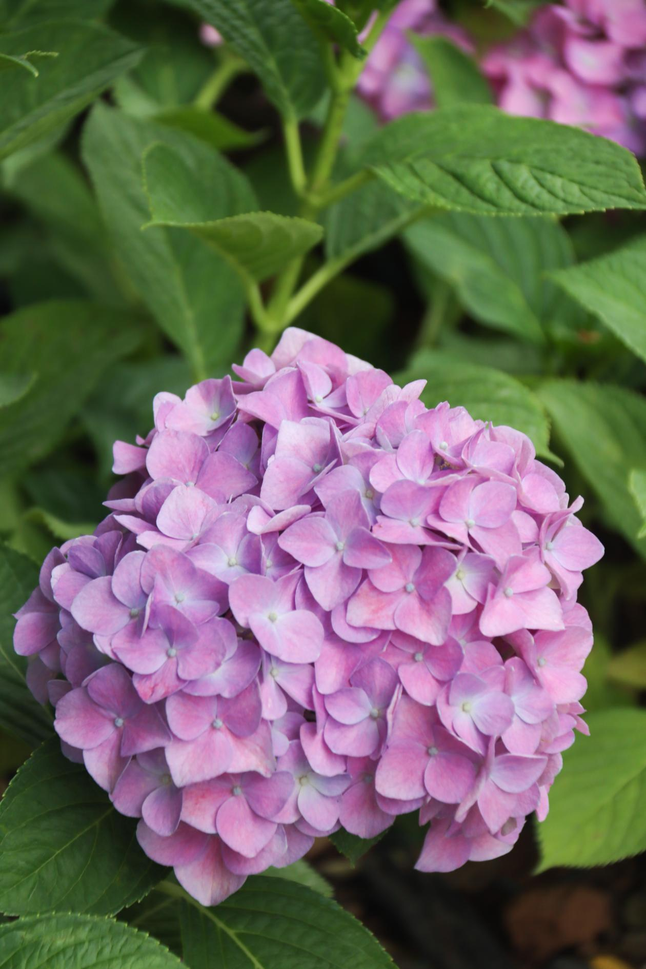 稳占夏日c位西安航天基地绣球花开正艳