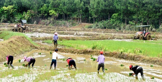 乐平鸬鹚乡：初夏播种忙 白鹭来助阵（图）
