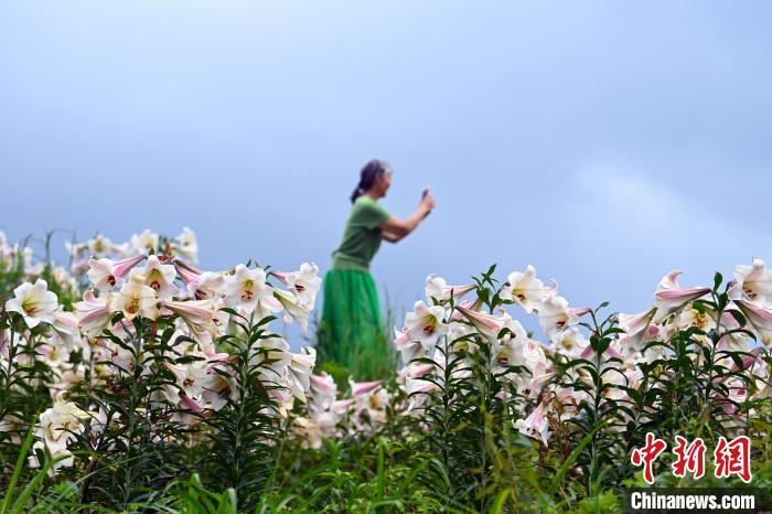 5月29日，游客正在江西省宜春市万载县白水乡老山村百合基地观赏拍照。　邓龙华 摄