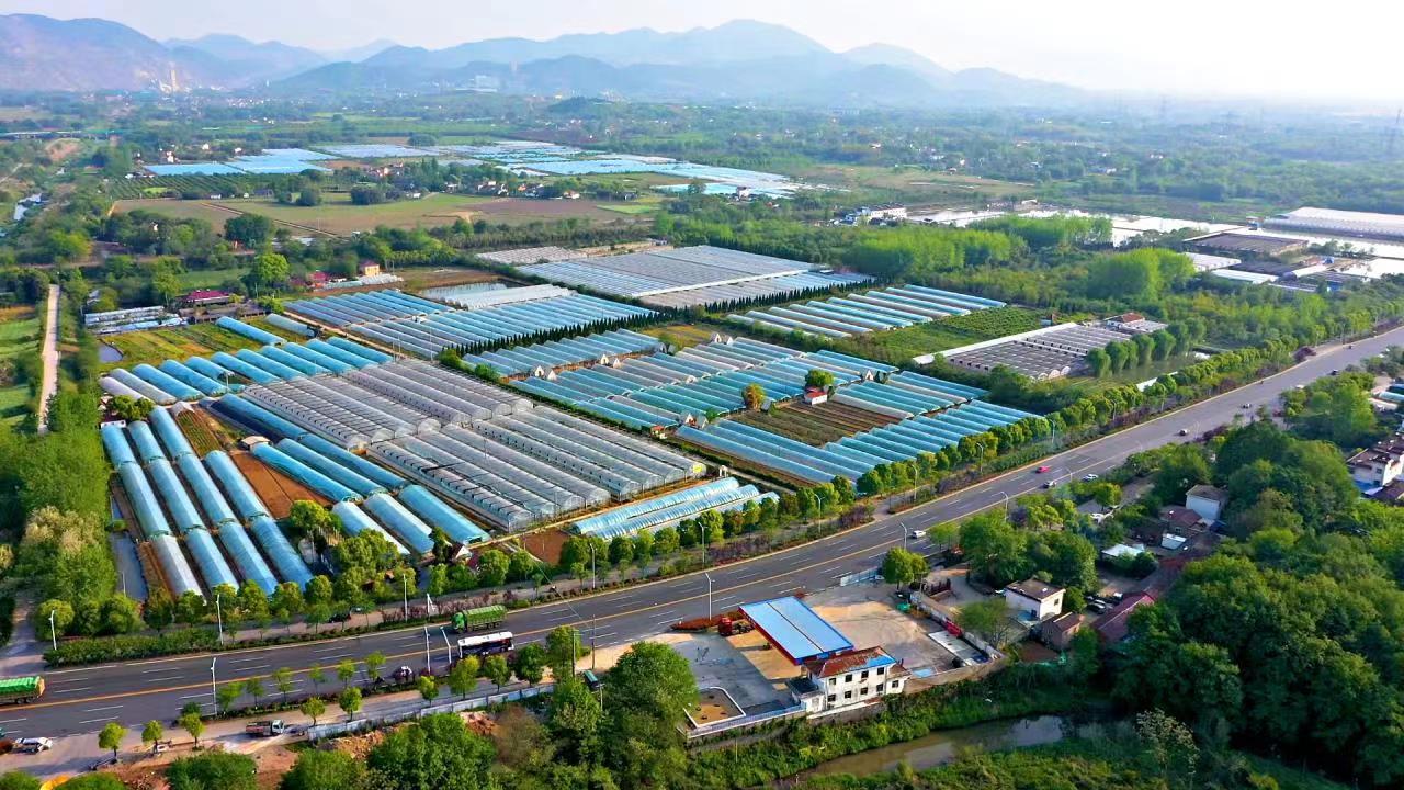 特色产业旺农民腰包鼓铜陵国家农业科技园区特色农业产业助力乡村振兴