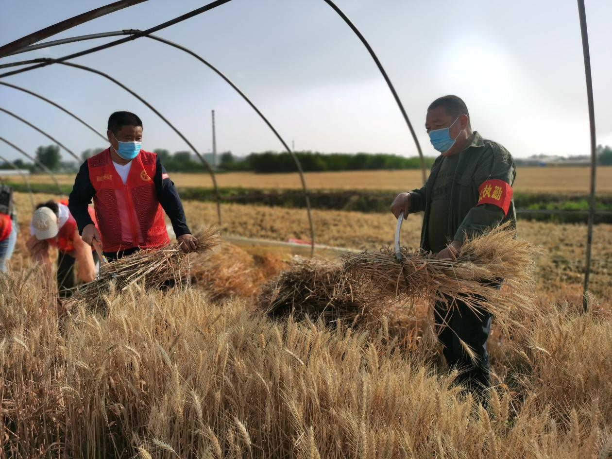 由于疫情影响,刘素云家人不能及时返乡,家中无劳动力收割小麦.