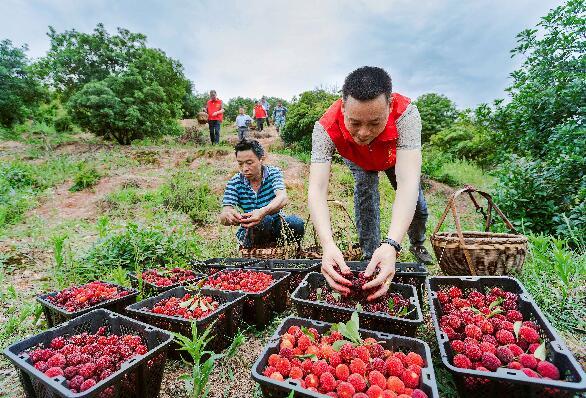 吉安永新縣楊梅喜豐收圖