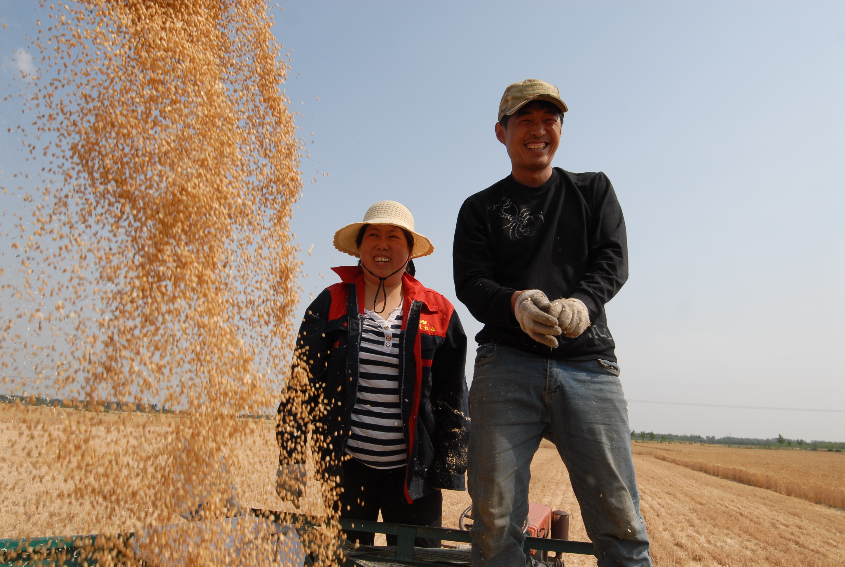 6月8日,山东省青岛市即墨区段泊岚镇栗林村的麦田里,瞅着金灿灿的麦粒