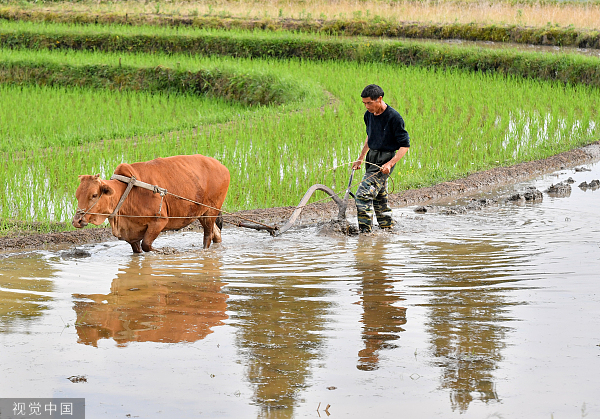 芒种时节，贵州农民赶着牛在田间犁田。 视觉中国 图
