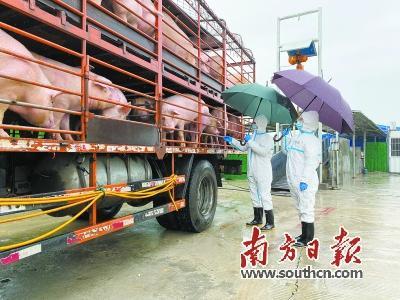 清远海关关员监管供港活猪出口。广州海关供图