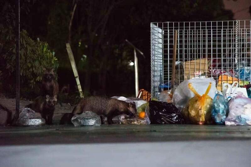 貉在夜色中翻找垃圾 武亦乾 摄
