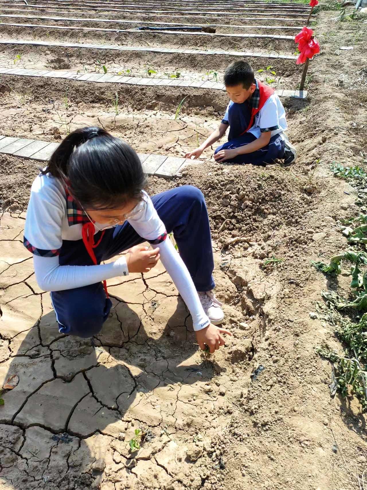 小学生劳动课图片图片