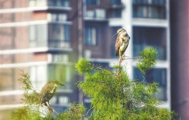 夏天到南昌来观鸟图