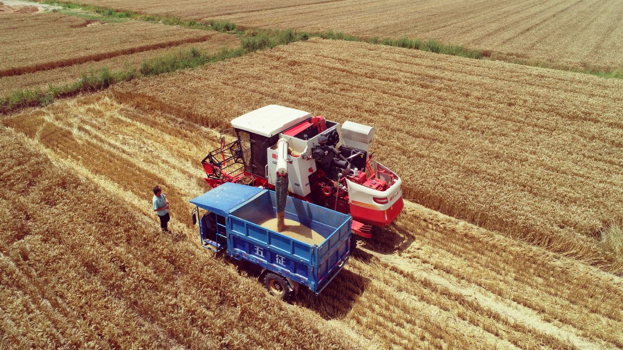 风吹麦浪高陵区1296万亩小麦收割正忙