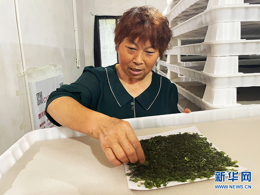 在石泉明星村,“养蚕专家”赖珍彩在自家养蚕室喂养小蚕。新华网 杨喜龙 摄