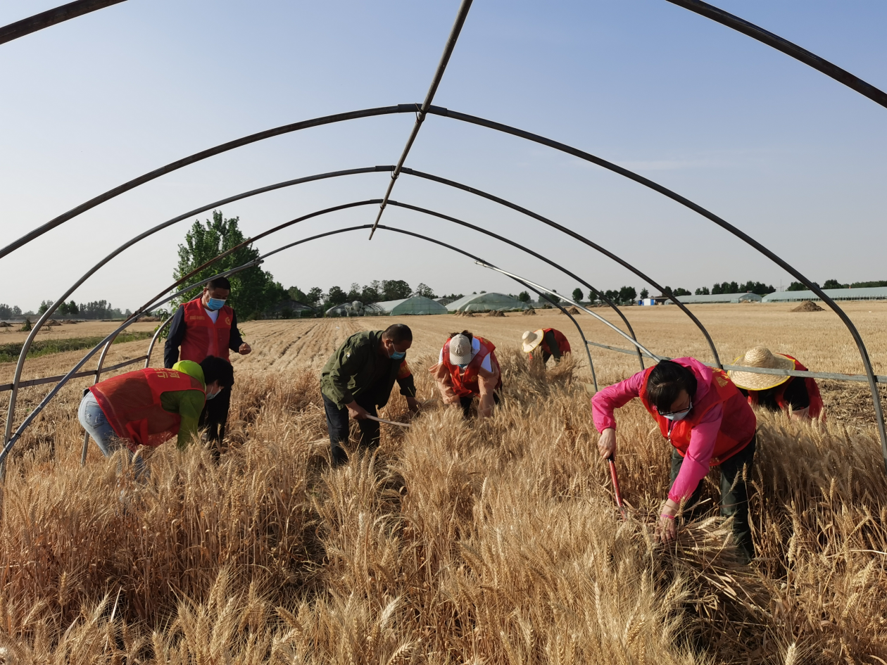 由于疫情影响,刘素云家人不能及时返乡,家中无劳动力收割小麦.