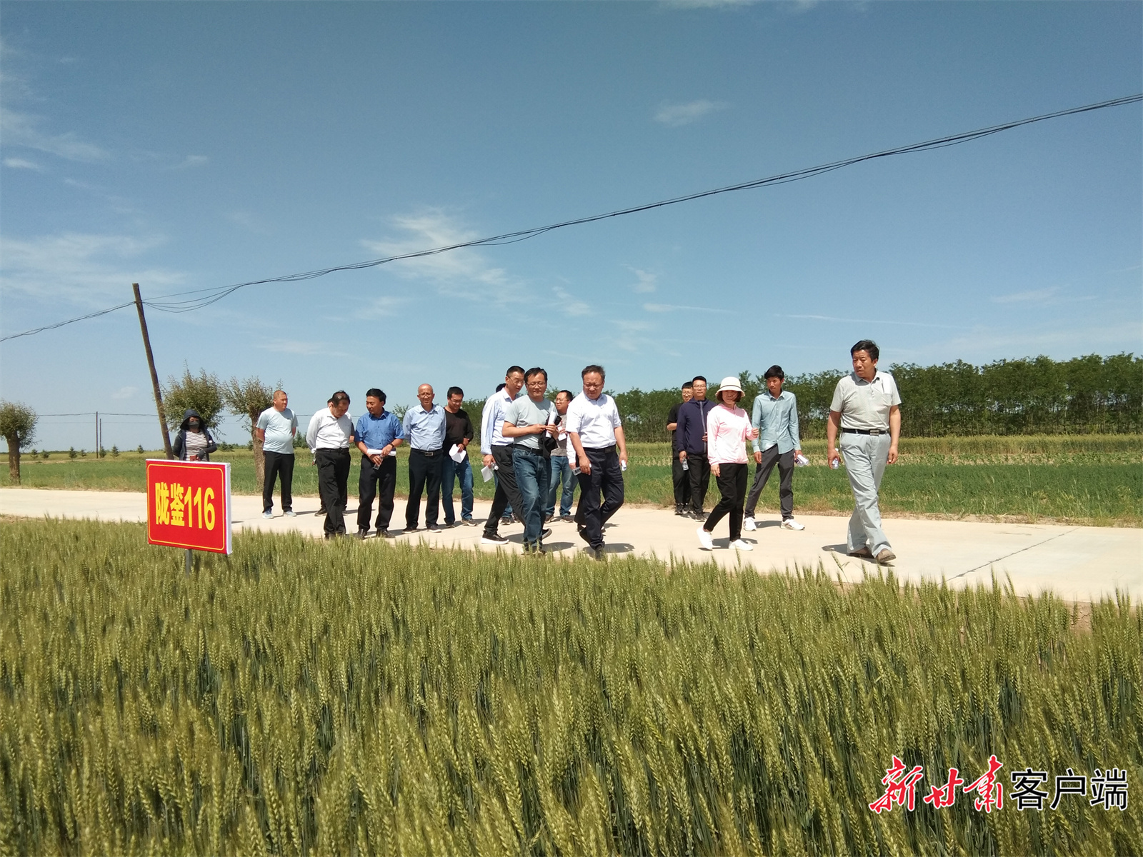 農業專家在冬小麥試驗基地示範田查驗小麥生長情況