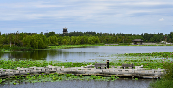 怀抱北湖湿地美景 长春北湖科技开发区今夏更动人