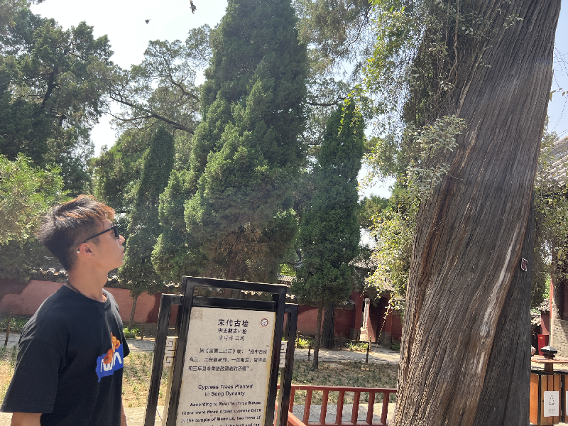北海伦观赏宋代古桧