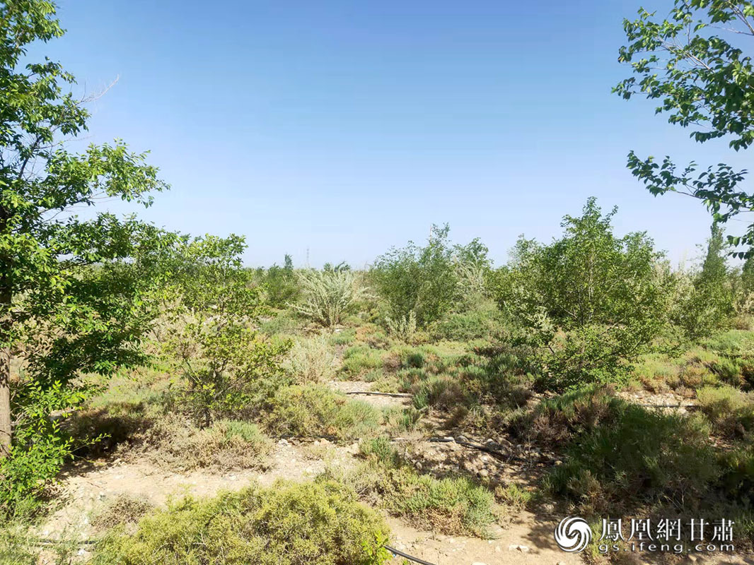 十年间,山丹县在戈壁滩上造出了万亩林地。马斌 摄