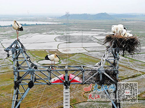 东方白鹳在高压电塔上“筑巢安家”