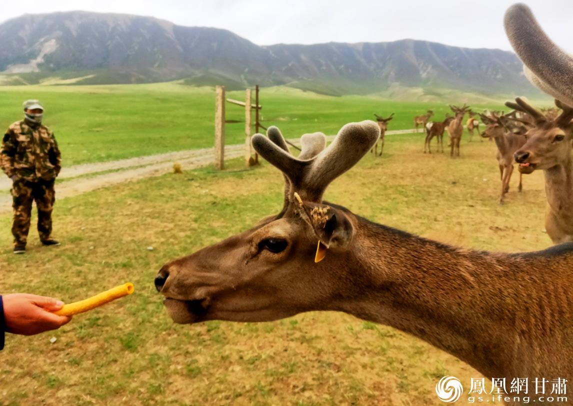 游客在鹿场购买“零食”投喂马鹿 马斌 摄