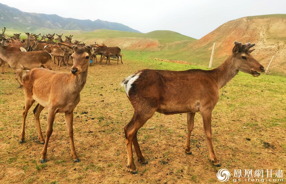 甘肃马鹿也叫“白臀鹿”，因臀部有大面积的黄白色斑，覆盖整个臀部而得名。马斌 摄