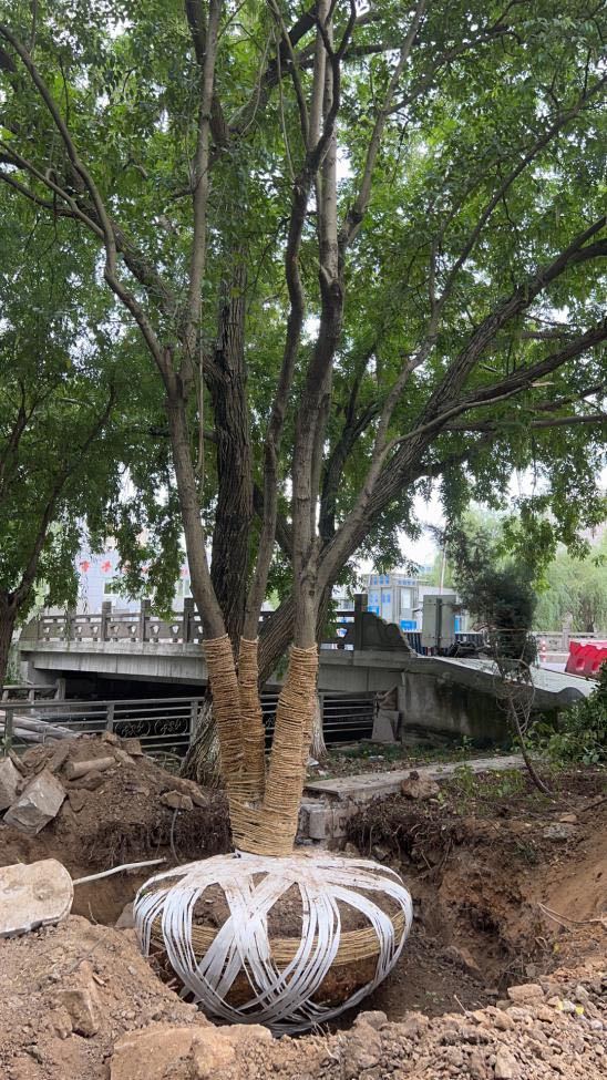 鄞州区实施“绿色焕新”行动 将为3434棵乔木移植“新家”