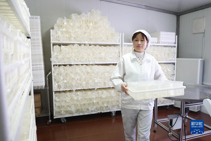 6月9日，在甘肃省定西市农业科学研究院马铃薯脱毒苗快繁中心，工作人员整理已制作完成的马铃薯苗培养基。新华社记者 马希平 摄