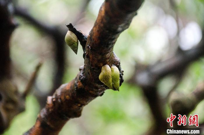 附在红树林枝干上的黑口拟滨螺. 翟李强 摄