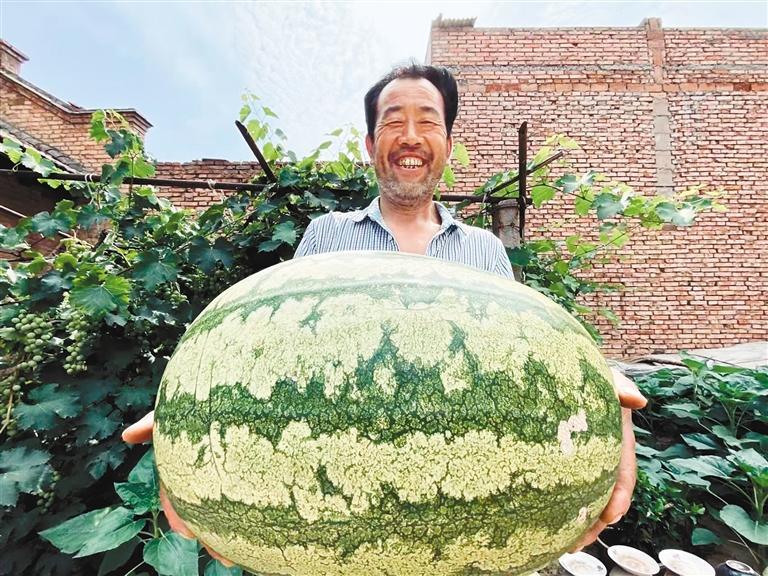 蒲城瓜农喜获丰收