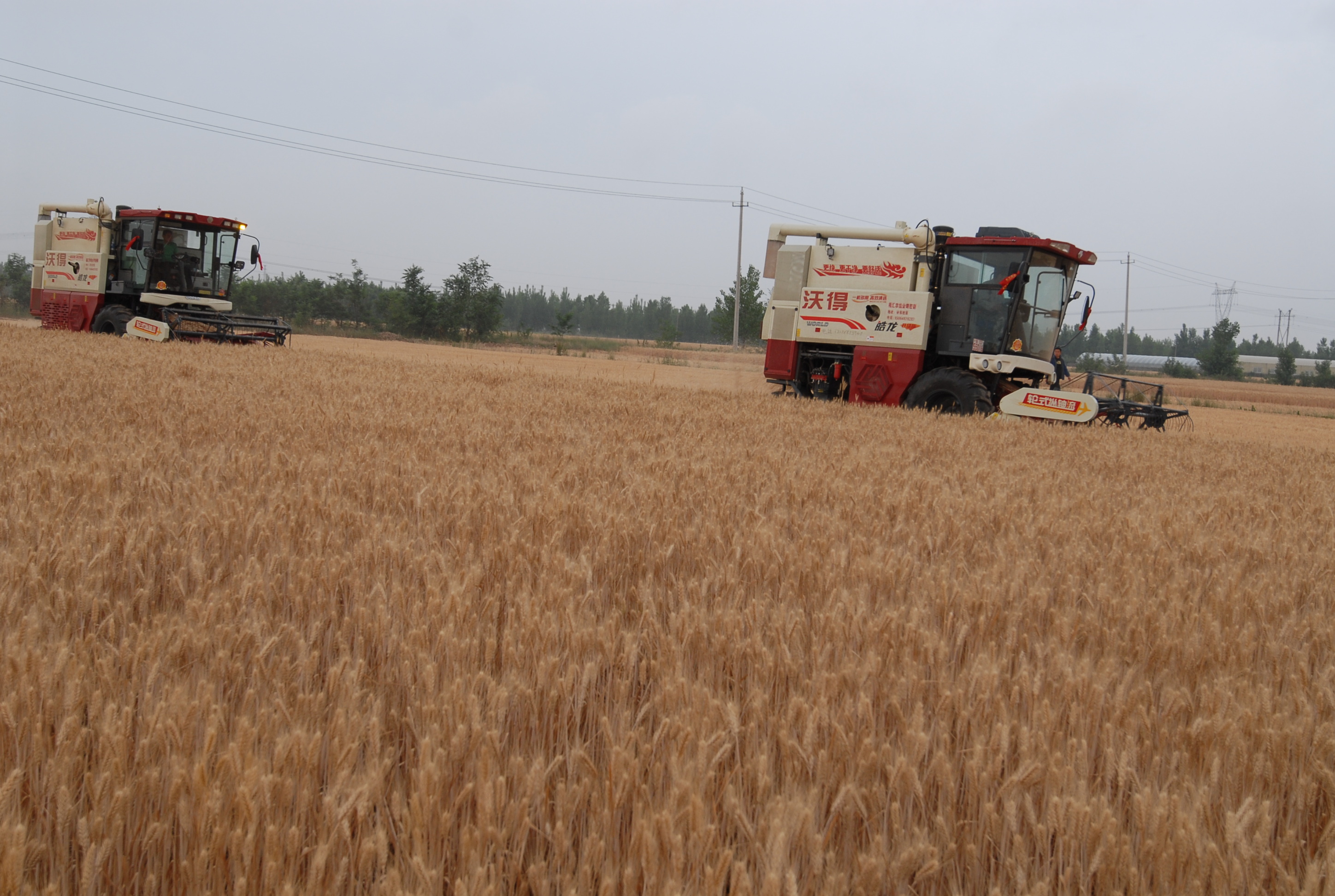 6月8日,收割机在山东省青岛市即墨区大信街道普东村的麦田里收获小麦.