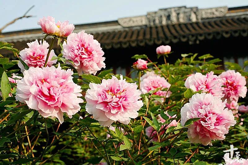 龙华牡丹