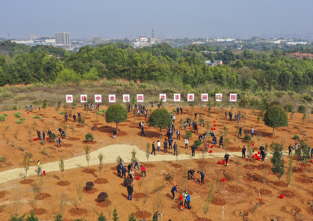 3月20日,湖南干部群众在长株潭城市群“绿心”地区植树。受访者供图
