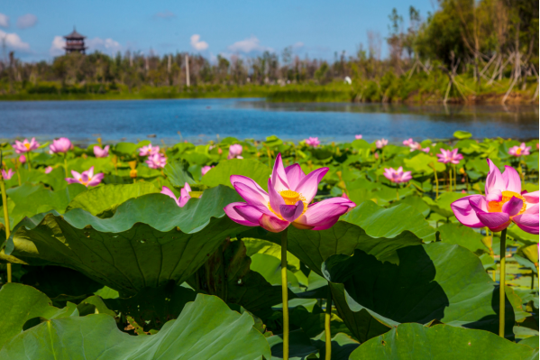 怀抱北湖湿地美景 长春北湖科技开发区今夏更动人